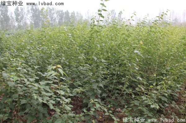 <a href='http://www.hn123.net.cn/linmuzhongzi/2200.html' target='_blank'>青榨槭種子</a>