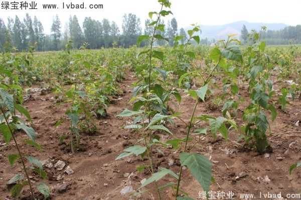 <a href='http://www.hn123.net.cn/linmuzhongzi/2200.html' target='_blank'>青榨槭</a><a href='http://www.hn123.net.cn/' target='_blank'>種子</a>