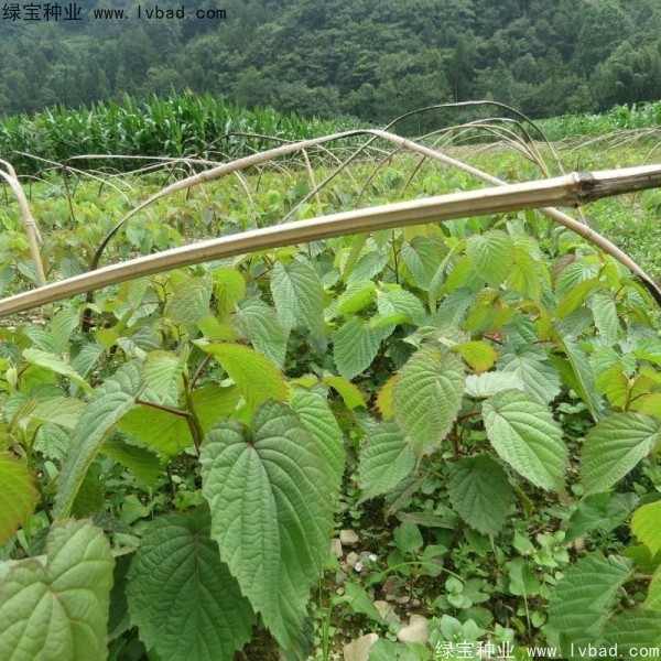 <a href='http://www.hn123.net.cn/linmuzhongzi/2203.html' target='_blank'>珙桐種子</a>