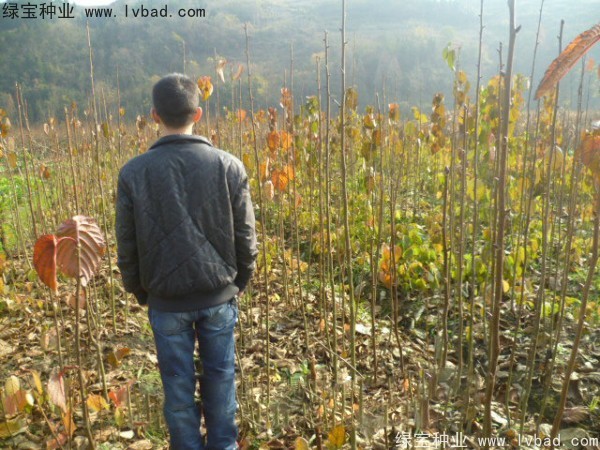 <a href='http://www.hn123.net.cn/linmuzhongzi/2203.html' target='_blank'>珙桐種子</a>