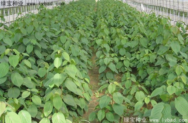 <a href='http://www.hn123.net.cn/linmuzhongzi/2203.html' target='_blank'>珙桐</a><a href='http://www.hn123.net.cn/' target='_blank'>種子</a>
