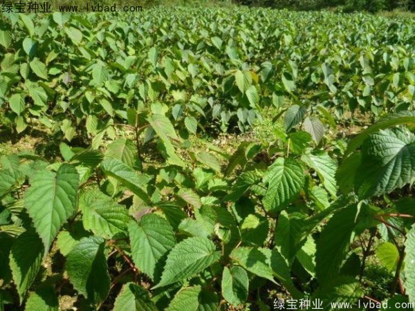 珙桐<a href='http://www.hn123.net.cn/' target='_blank'>種子</a>