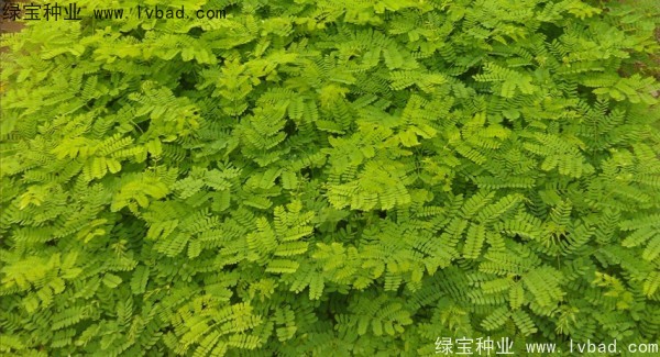 <a href='http://www.hn123.net.cn/linmuzhongzi/2204.html' target='_blank'>鳳凰木種子</a>