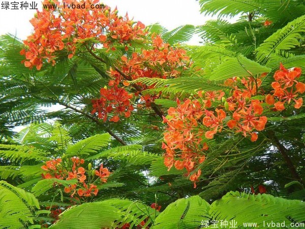 <a href='http://www.hn123.net.cn/linmuzhongzi/2204.html' target='_blank'>鳳凰木種子</a>