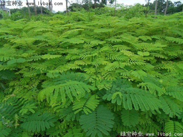 鳳凰木<a href='http://www.hn123.net.cn/' target='_blank'>種子</a>