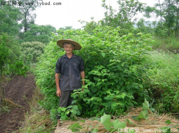 拐棗<a href='http://www.hn123.net.cn/' target='_blank'>種子</a>