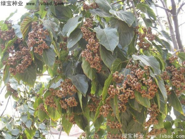 <a href='http://www.hn123.net.cn/linmuzhongzi/2205.html' target='_blank'>拐棗種子</a>