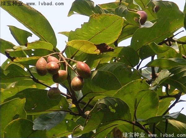 <a href='http://www.hn123.net.cn/linmuzhongzi/2206.html' target='_blank'>大金果種子</a>