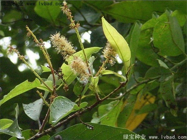 <a href='http://www.hn123.net.cn/linmuzhongzi/2206.html' target='_blank'>大金果</a><a href='http://www.hn123.net.cn/' target='_blank'>種子</a>