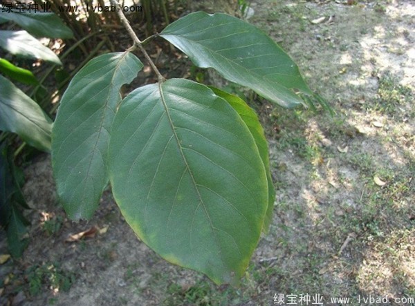 <a href='http://www.hn123.net.cn/linmuzhongzi/2206.html' target='_blank'>大金果種子</a>