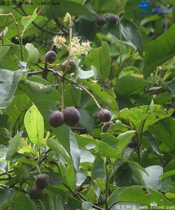 <a href='http://www.hn123.net.cn/linmuzhongzi/2206.html' target='_blank'>大金果種子</a>