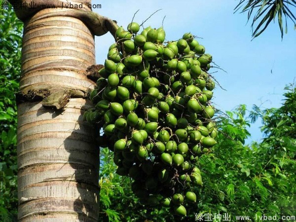 <a href='http://www.hn123.net.cn/linmuzhongzi/2207.html' target='_blank'>檳榔種子</a>