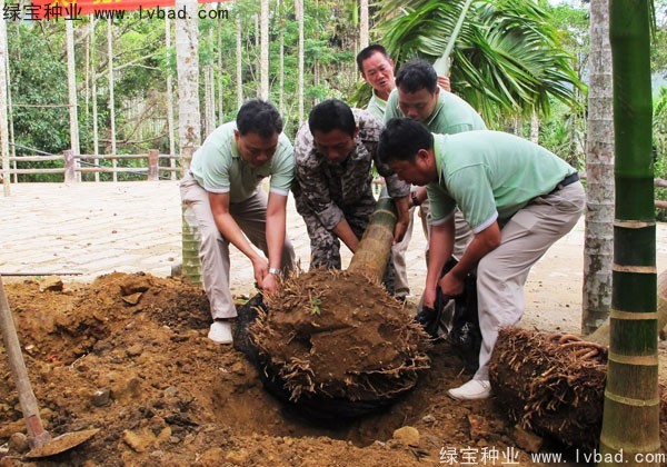檳榔<a href='http://www.hn123.net.cn/' target='_blank'>種子</a>