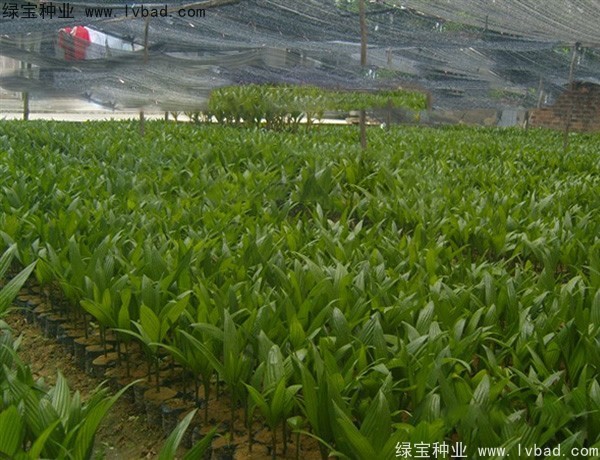 <a href='http://www.hn123.net.cn/linmuzhongzi/2207.html' target='_blank'>檳榔種子</a>