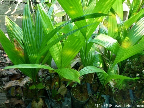 <a href='http://www.hn123.net.cn/linmuzhongzi/2207.html' target='_blank'>檳榔種子</a>