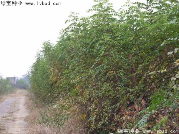 <a href='http://www.hn123.net.cn/linmuzhongzi/2208.html' target='_blank'>馬甲子種子</a>