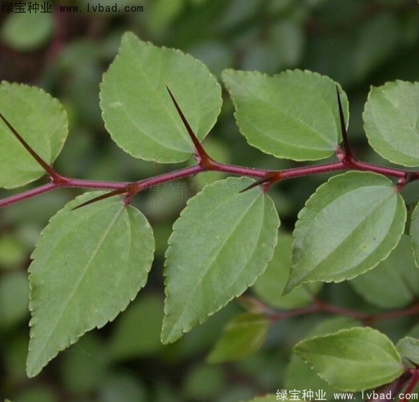 <a href='http://www.hn123.net.cn/linmuzhongzi/2208.html' target='_blank'>馬甲子種子</a>