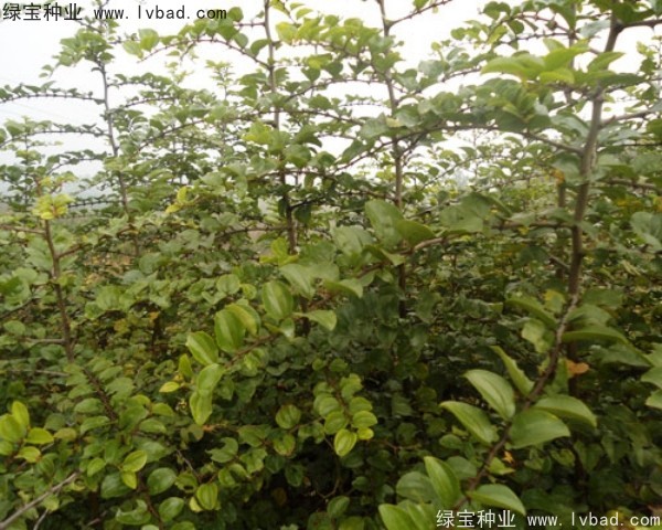 <a href='http://www.hn123.net.cn/linmuzhongzi/2208.html' target='_blank'>馬甲子種子</a>