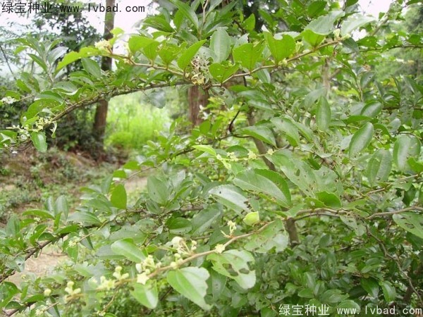 <a href='http://www.hn123.net.cn/linmuzhongzi/2208.html' target='_blank'>馬甲子</a><a href='http://www.hn123.net.cn/' target='_blank'>種子</a>