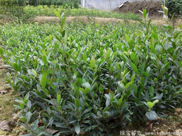 中華文母<a href='http://www.hn123.net.cn/' target='_blank'>種子</a>