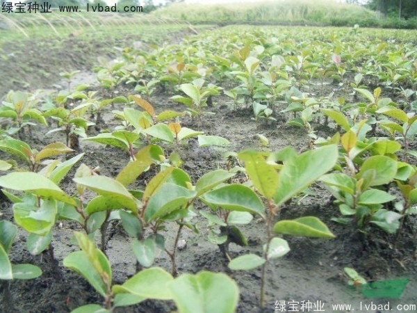 <a href='http://www.hn123.net.cn/linmuzhongzi/2211.html' target='_blank'>中華文母</a><a href='http://www.hn123.net.cn/' target='_blank'>種子</a>