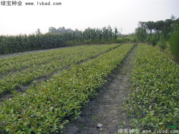 <a href='http://www.hn123.net.cn/linmuzhongzi/2211.html' target='_blank'>中華文母種子</a>