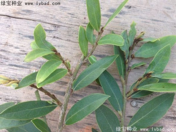 <a href='http://www.hn123.net.cn/linmuzhongzi/2211.html' target='_blank'>中華文母種子</a>
