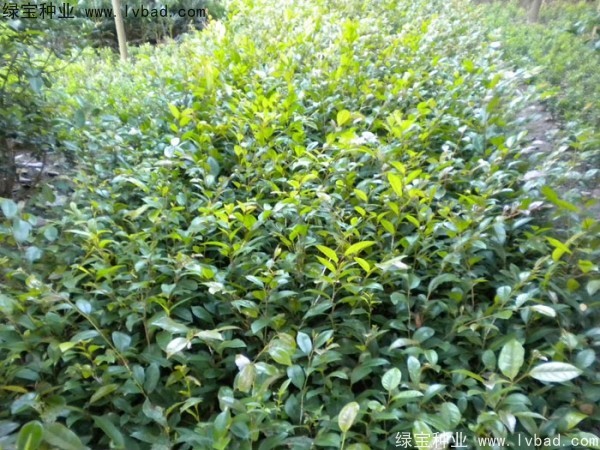 <a href='http://www.hn123.net.cn/linmuzhongzi/2211.html' target='_blank'>中華文母</a><a href='http://www.hn123.net.cn/' target='_blank'>種子</a>