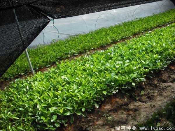 <a href='http://www.hn123.net.cn/linmuzhongzi/2212.html' target='_blank'>梔子花種子</a>