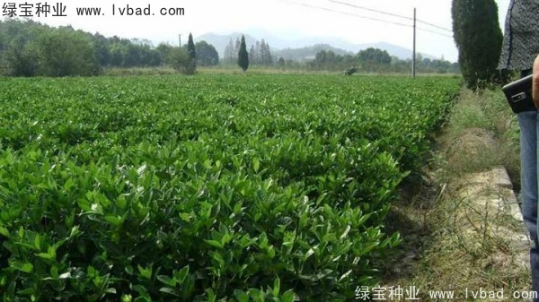 <a href='http://www.hn123.net.cn/linmuzhongzi/2212.html' target='_blank'>梔子花</a><a href='http://www.hn123.net.cn/' target='_blank'>種子</a>