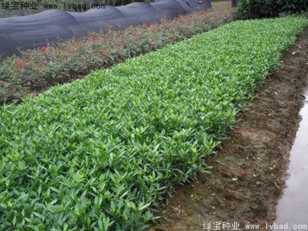 <a href='http://www.hn123.net.cn/linmuzhongzi/2212.html' target='_blank'>梔子花</a><a href='http://www.hn123.net.cn/' target='_blank'>種子</a>