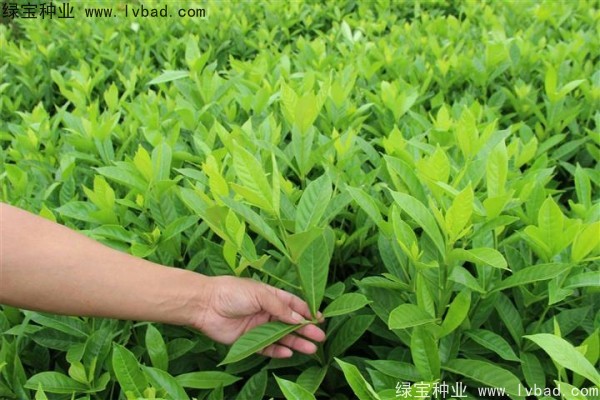 <a href='http://www.hn123.net.cn/linmuzhongzi/2212.html' target='_blank'>梔子花種子</a>