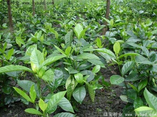 梔子花<a href='http://www.hn123.net.cn/' target='_blank'>種子</a>