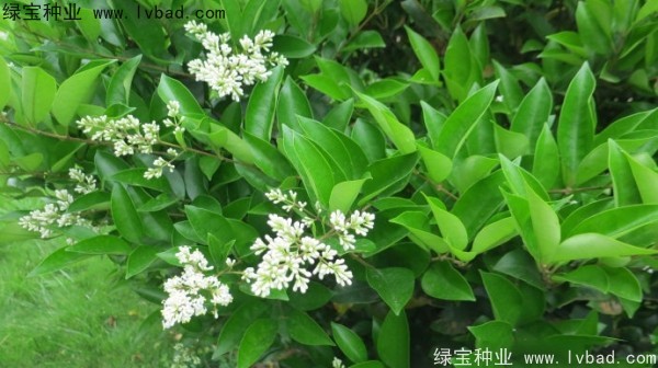 <a href='http://www.hn123.net.cn/linmuzhongzi/2213.html' target='_blank'>日本女貞種子</a>