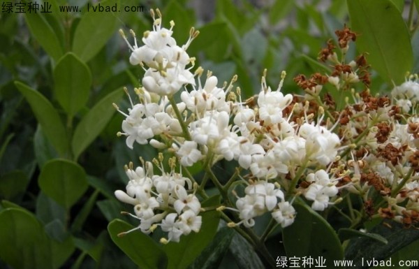 日本女貞<a href='http://www.hn123.net.cn/' target='_blank'>種子</a>