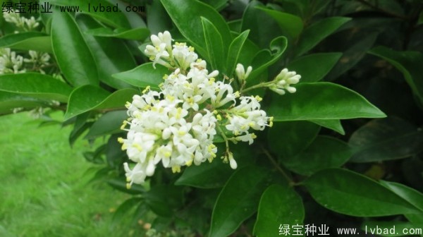 日本女貞<a href='http://www.hn123.net.cn/' target='_blank'>種子</a>