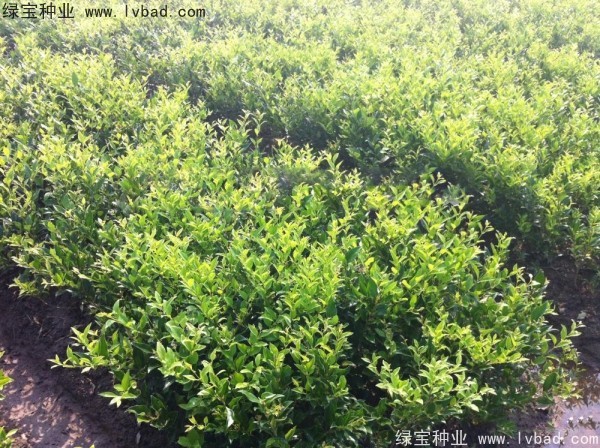 <a href='http://www.hn123.net.cn/linmuzhongzi/2213.html' target='_blank'>日本女貞種子</a>
