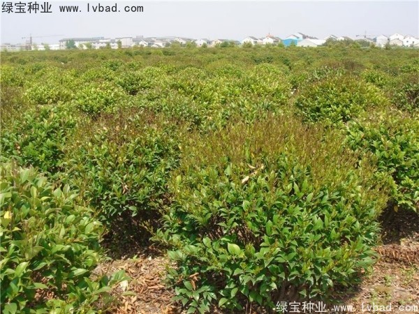 <a href='http://www.hn123.net.cn/linmuzhongzi/2213.html' target='_blank'>日本女貞</a><a href='http://www.hn123.net.cn/' target='_blank'>種子</a>