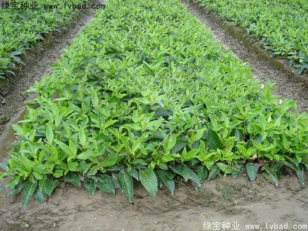 <a href='http://www.hn123.net.cn/linmuzhongzi/2213.html' target='_blank'>日本女貞種子</a>