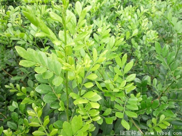 <a href='http://www.hn123.net.cn/linmuzhongzi/2216.html' target='_blank'>千里香</a><a href='http://www.hn123.net.cn/' target='_blank'>種子</a>