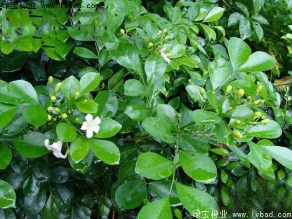 <a href='http://www.hn123.net.cn/linmuzhongzi/2216.html' target='_blank'>千里香種子</a>