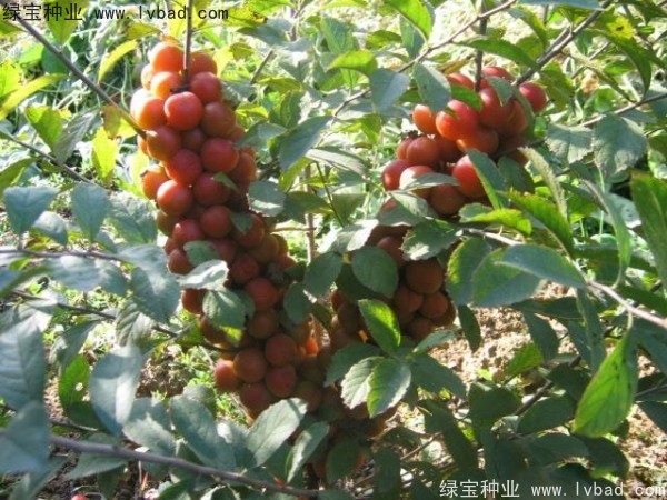 鈣果<a href='http://www.hn123.net.cn/' target='_blank'>種子</a>