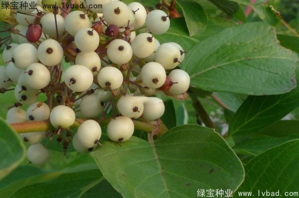 <a href='http://www.hn123.net.cn/linmuzhongzi/2219.html' target='_blank'>涼子木種子</a>