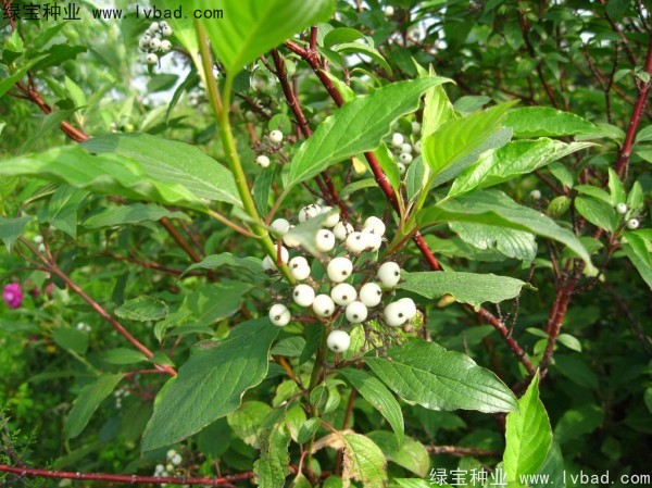 <a href='http://www.hn123.net.cn/linmuzhongzi/2219.html' target='_blank'>涼子木種子</a>