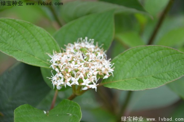 <a href='http://www.hn123.net.cn/linmuzhongzi/2219.html' target='_blank'>涼子木</a><a href='http://www.hn123.net.cn/' target='_blank'>種子</a>