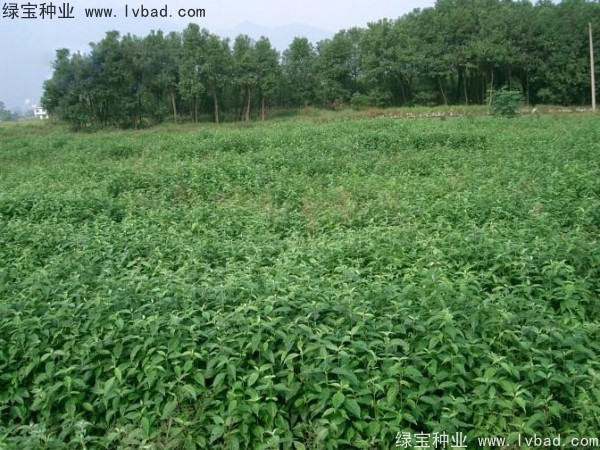 <a href='http://www.hn123.net.cn/linmuzhongzi/2220.html' target='_blank'>光皮樹</a><a href='http://www.hn123.net.cn/' target='_blank'>種子</a>