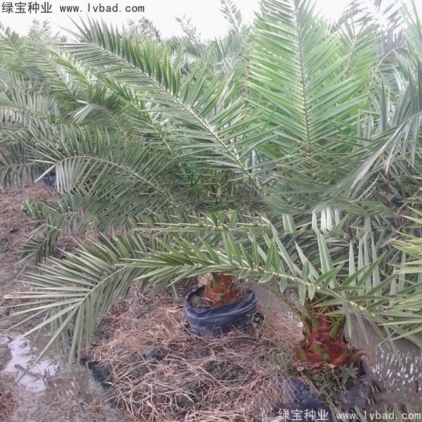 <a href='http://www.hn123.net.cn/linmuzhongzi/2221.html' target='_blank'>加拿利海棗種子</a>
