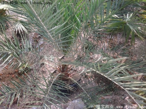 <a href='http://www.hn123.net.cn/linmuzhongzi/2221.html' target='_blank'>加拿利海棗種子</a>