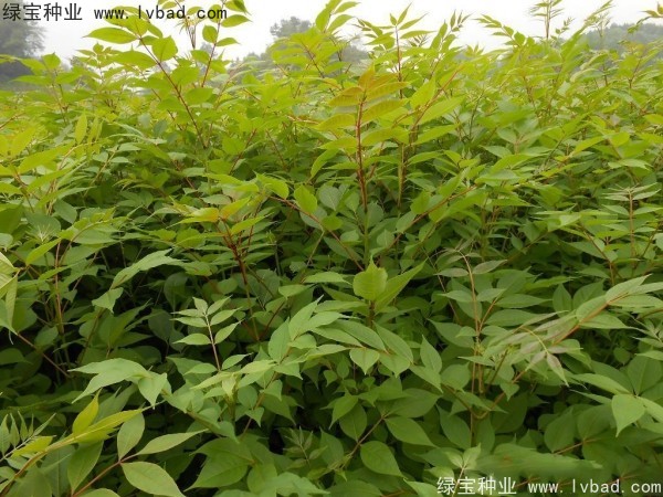 <a href='http://www.hn123.net.cn/linmuzhongzi/2222.html' target='_blank'>黃菠蘿種子</a>