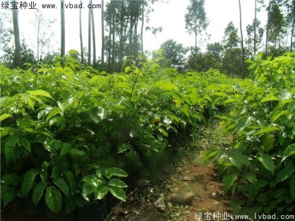 <a href='http://www.hn123.net.cn/linmuzhongzi/2224.html' target='_blank'>幌傘楓種子</a>